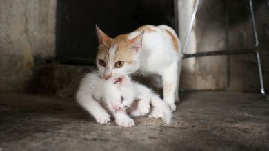 Photo of الكشف عن القصة الكاملة لفيديو تعذيب قطة بشكل وحشي على يد فتاتين بعد الضجة الكبيرة في مصر