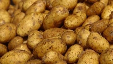 Photo of مردود “قياسي” لمحصول البطاطا في مستغانم