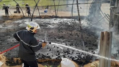 Photo of الوادي: نفوق مئات الدواجن خلال حريق بيت بلاستيكي