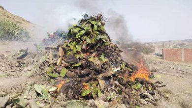 Photo of حشرة غريبة  وسط حقول التين الشوكي بالمدن الحدودية تثير الرعب  وسط السكان