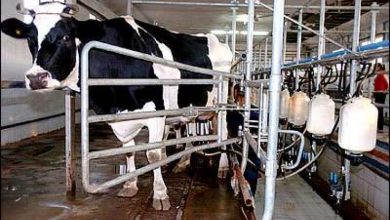 Photo of دراسة تؤكد: “الجزائر يمكنها إنتاج 4 ملايير لتر من الحليب”