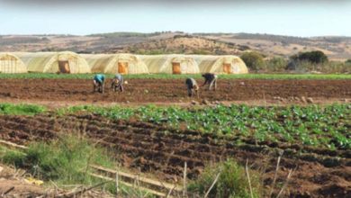 Photo of سعيدة: جوادي في معاينة للمستثمرات الفلاحية الإستراتيجية 