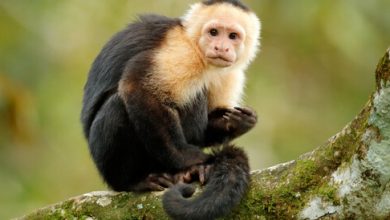 Photo of عالم فيروسات جزائري: جدري القرود الجديد يحمل جينات مجهولة