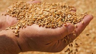 Photo of وزارة الفلاحة تمنع استعمال القمح الصلب و اللّين كمادة أولية لتغذية الأنعام