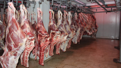 Photo of فلاحة: وضع نظام صحي يسمح بنقل اللحوم الحمراء من ولايات الجنوب الى الشمال