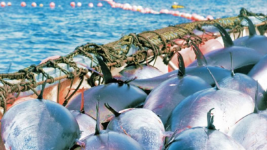 Photo of صيد بحري: رفع حصة الجزائر من التونة الحمراء إلى 2023 طن السنة المقبلة