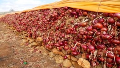 Photo of معسكر: حجز 940 قنطار من البصل الأحمر مخبأة بغرف التبريد في مطمور