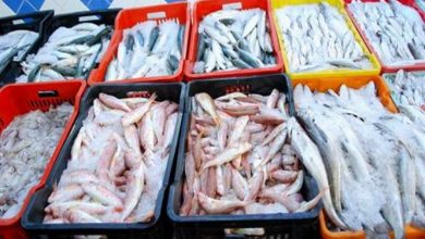 Photo of الجزائر تعمل على رفع إنتاج الصيد البحري إلى 142 ألف طن