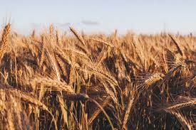 Photo of إتحاد الحبوب الروسي: روسيا تستطيع توفير 40 بالمئة من القمح للجزائر
