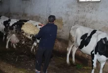 Photo of  تجريّم ذبح أنثى الأغنام والأبقار ..