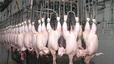 Photo of استيراد الدجاج “كونجلي” مؤقتا في انتظار توفير الانتاج المحلي في غضون 45 يوما