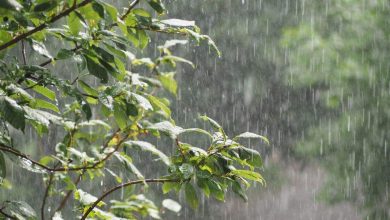 Photo of طقس: أمطار رعدية غزيرة مرفوقة ببرد على هذه الولايـــــات