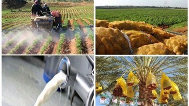 Photo of الإتحاد الوطني للفلاحين الجزائريين: ممكن تحقيق الاكتفاء الذاتي في المنتجات الزراعية في ظرف سنتين