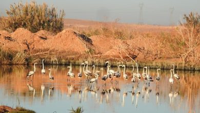 Photo of غرداية: المنطقة الرطبة الاصطناعية “كاف الدخان” محمية للتنوع البيولوجي