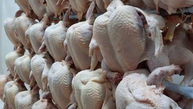 Photo of وزير التجارة: كسر أسعار الدجاج بتوزيع كميات كبيرة منه في الأسواق الوطنية
