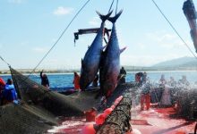 Photo of انطلاق الحملة الوطنية لصيد التونة الحمراء هذا الخميس