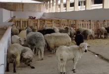Photo of وزارة الفلاحة تطمئن المواطنين باستمرار بيع الأضاحي المستوردة إلى غاية ليلة العيد