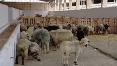 Photo of وزارة الفلاحة تطمئن المواطنين باستمرار بيع الأضاحي المستوردة إلى غاية ليلة العيد