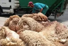 Photo of عيد الأضحى:    دعوة للانخراط المكثف في حملة جمع جلود الأضاحي